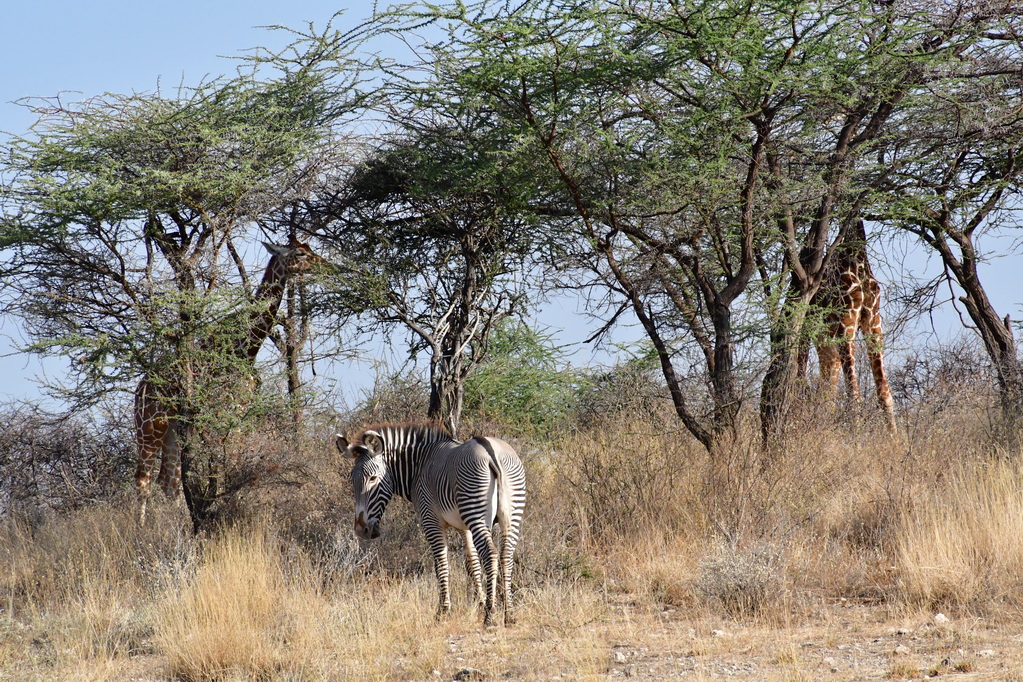 Samburu Nat. Resserve